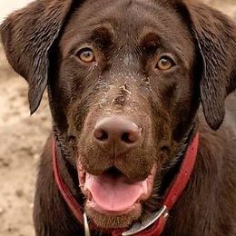 Labrador Retrievers from Hilltop-Retrievers
