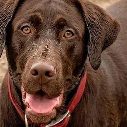 Labrador Retrievers from Hilltop-Retrievers