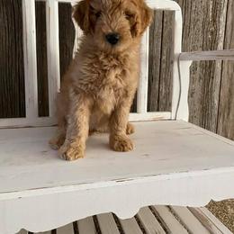 Goldendoodle Puppies from Jozlyn’s Pups
