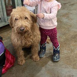 Labradoodle Puppies from Northwest Sporting Doodles