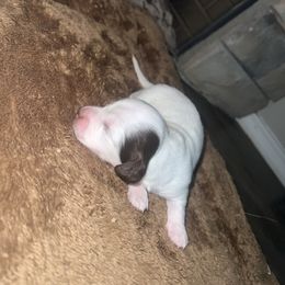 Boy 2 - Piebald male Dachshund puppy in Lubbock, Texas from ANQ Dachshunds