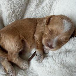 Brown Boy - Red and white male Cockapoo puppy in Fort Gibson, Oklahoma from Waggle Doodles