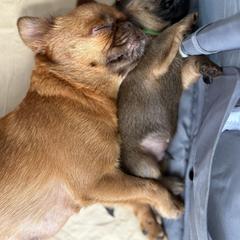 Brussels Griffon Puppies from Griffs & Co.