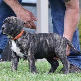 Orange Collar - Tiger female Perro de Presa Canario puppy in Pocahontas, Illinois from Cabeza Grande Kennel