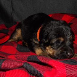 German Shepherd Puppies from 501 Shepherds