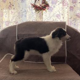 Blake - Black tri female Miniature American Shepherd puppy in Garysburg, North Carolina from Schaefer's Miniature American Shepherds