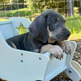 Beau (blue male with the Mark of the Hound marking) - Blue male Weimaraner puppy in Taylorsville, Mississippi from Southern Magnolia Weimaraners