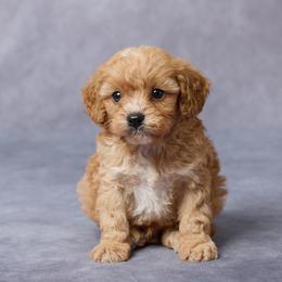 Fitz - Red male Cavapoo puppy in Apple Creek, Ohio from Grandeur Valley Puppies