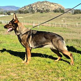 Atia - German Shepherd