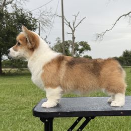 Elsa - Pembroke Welsh Corgi