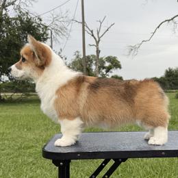 Elsa - Pembroke Welsh Corgi