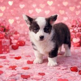 Nutmeg - Brindle and white female Cardigan Welsh Corgi puppy in Kerens, West Virginia from Leather & Lace
