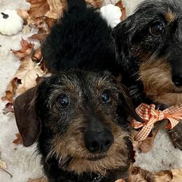 Dachshunds from Marchini’s Weenies