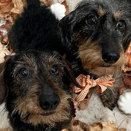 Dachshunds from Marchini’s Weenies