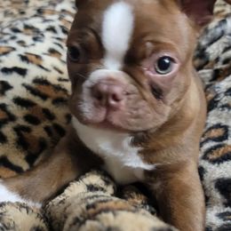 Boston Terriers from Hope's Bossie Bostons