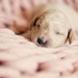 Goldendoodles from Tahoe goldendoodles