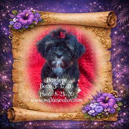 Penelope - Black & tan tri-color female Morkie puppy in Silverhill, Alabama from Malteseuluv’s Tiny Treasurers