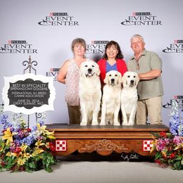 Golden Retriever Puppies from Mother of Pearl English Creams