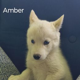 Amber - White female Pomsky puppy in Blackfoot, Idaho from Snake River Pomskys