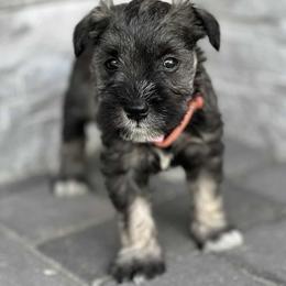 Miniature Schnauzer Puppies from ieva kasp