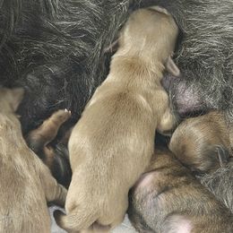 Boy 1 - Sable male Shih Tzu puppy in Picayune, Mississippi from Guillot Shih Tzu