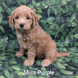 Miss Purple - Apricot female Goldendoodle puppy in Lebanon, Pennsylvania from Robertson's Retrievers and Doodles
