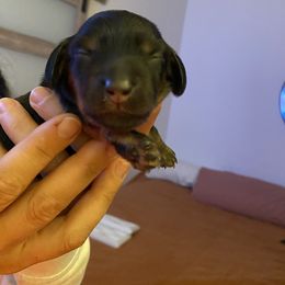 Rosario - Black and tan Dachshund puppy in Sacramento, California from El Dachshunds
