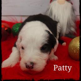 Patty - Black and white female Sheepadoodle puppy in Farley, Iowa from Iowa's Doodle Co.