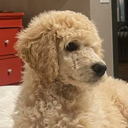 Peach - Poodle