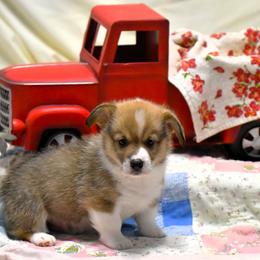 Pembroke Welsh Corgi Puppies from Rhone River Farm Pembroke Welsh Corgis