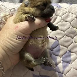 Pomeranian Puppies from Lori’s Precious Poms