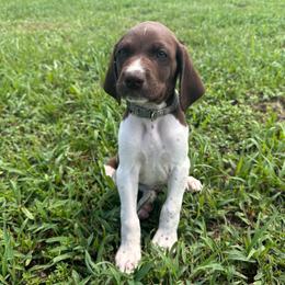 Gray - Liver and white male German Shorthaired Pointer puppy in Newton Grove, North Carolina from Wayalife Labradors & Gsp’s