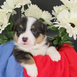 Oreo(1600) - Black and tan male Pembroke Welsh Corgi puppy in Dickeyville, Wisconsin from J&R Shepherds & Corgis