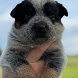 Parker - Blue male Australian Cattle Dog puppy in Devalls Bluff, Arkansas from Coolhand's Australian Cattle Dogs