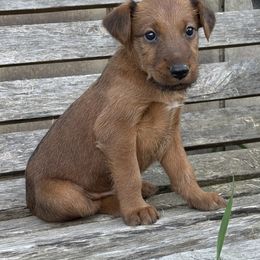 Irish Terrier and Scottish Terrier Puppies from Avonlea Terriers