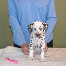 Girl 4 - White and liver brown female Dalmatian puppy in Maryville, Tennessee from Coachside Dalmatians