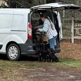 Black and Tan Coonhound Puppies from Bridget Taylor- MiOwn Hounds