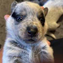 Boy 2 - Red speckled male Australian Cattle Dog puppy in Valley Mills, Texas from Bottoms Up Cattle Dogs