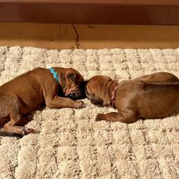 Boy 3 - Rd whtn blk nose male Rhodesian Ridgeback puppy in Chico, California from Keefer Ridge Rhodesian Ridgebacks