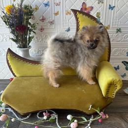 Shortbread - Cream sable female Pomeranian puppy in Macon, Georgia from Pomflower Pomeranians