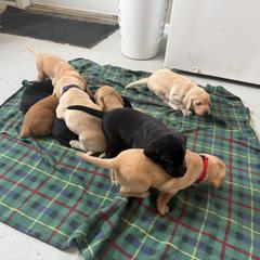 Girl 2 - Yellow female Labrador Retriever puppy in Lakeville, Indiana from RJS Kennels