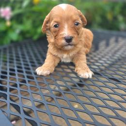 Paul McCartney - male Cavapoochon puppy in Bullard, Texas from Cavapoochon Central LLC