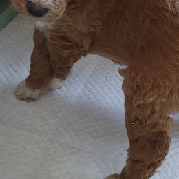 Goldendoodle Puppies from Americana Paws