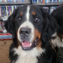 Aurrorah - Bernese Mountain Dog