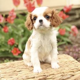 Cavalier King Charles Spaniel Puppies from Happily Ever After Cavaliers