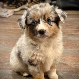 Tillie - Blue merle female Miniature Australian Shepherd puppy in North Lakeport, California from Wild Rose Ranch