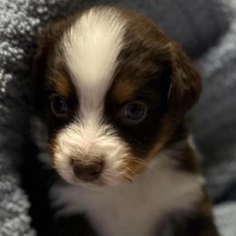 Cindy Lou - Red tri-color female Australian Shepherd puppy in Butler, Georgia from Aussies at Howling Hill Farm