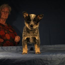Girl 3 - Australian Cattle Dog puppy in Junction City, Ohio from AE's aka Aunt Ellen's