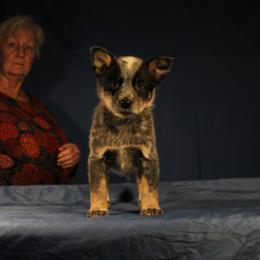 Girl 3 - Australian Cattle Dog puppy in Junction City, Ohio from AE's aka Aunt Ellen's