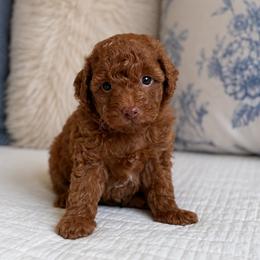 Strawberry - Red  female Poodle puppy in Beckley, West Virginia from Autumn Poodles/Doodles